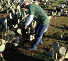 Kelly Conrad cutting cactus