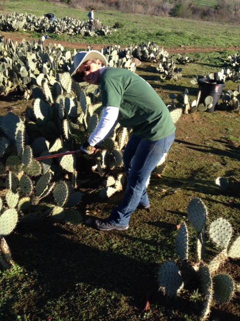 Kelly Conrad cutting cactus